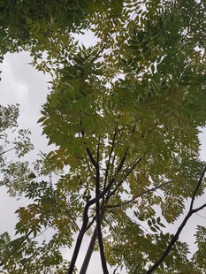 仰视繁茂绿树树冠