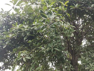 繁茂绿树展现自然生机