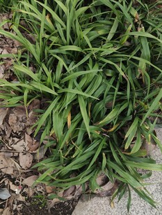 翠绿丛生草本植物