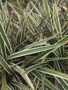 条纹叶片植物特写