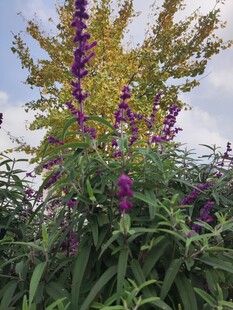 紫色花卉与绿叶的自然景致