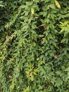 翠绿繁茂的藤蔓植物