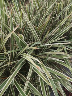 条纹绿叶植物特写