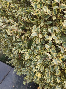 黄绿相间的斑斓植物叶片