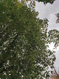 仰视葱郁树木枝叶