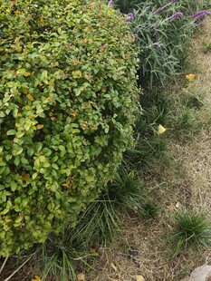 绿意盎然的灌木丛景观