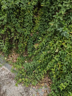 路边繁茂绿植景观