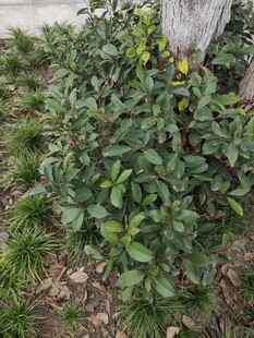 绿叶繁茂的低矮植物景观