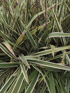 翠绿条纹叶片植物特写