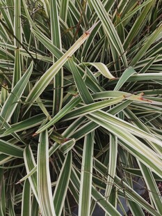 条纹叶片植物特写