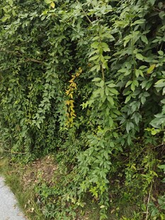 路边繁茂的绿色藤蔓植物