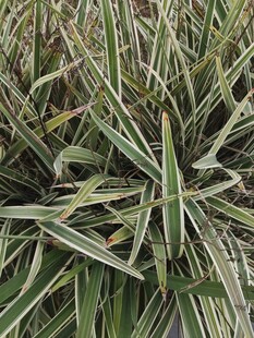 条纹叶片植物特写