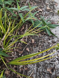 嫩绿杂草生长于地面