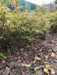 山间落叶灌木景致