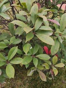 绿叶间的一抹红