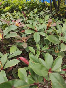 绿叶红边的繁茂植物