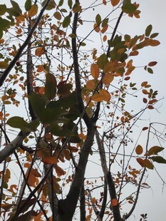 秋日枝头黄叶与绿叶交织