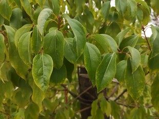 翠绿叶片的植物特写