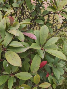 绿叶间的娇艳红花