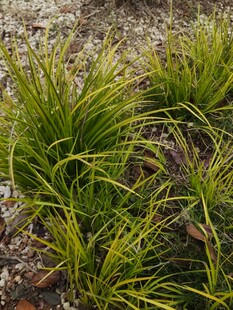 翠绿丛生的观赏草植物