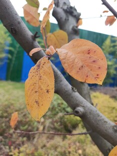 枝头秋叶尽显秋之韵味