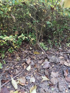 落叶铺地的绿植景观