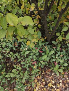 秋日林下植物景观