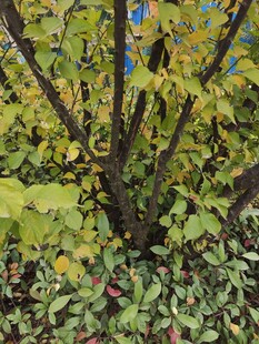 秋日繁茂枝叶的树木景观