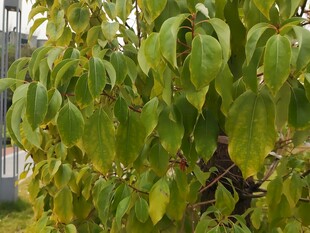 绿叶繁茂的植物