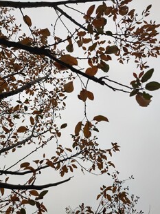 秋日枝头枯叶飘零