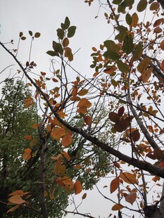 秋日枝头斑斓树叶