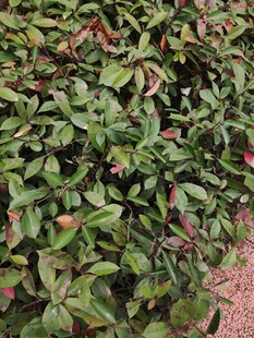 绿叶间带红的植物景观