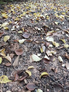 地面散落的多彩落叶