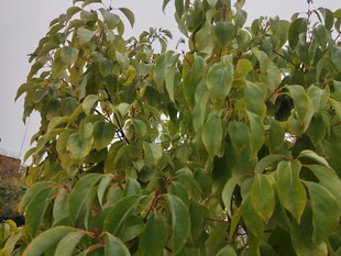 绿叶繁茂的树木