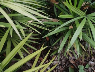 翠绿繁茂的多样植物叶片