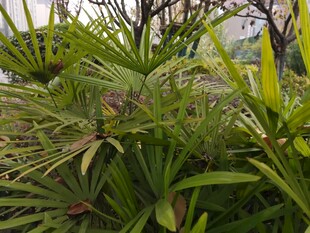 翠绿繁茂的热带植物景观