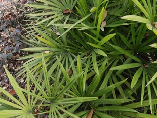 翠绿细长叶片的丛生植物