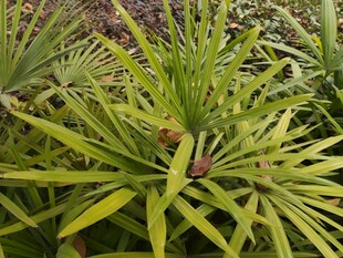 翠绿龙舌兰植物特写