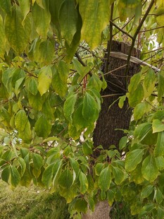 绿叶掩映中的木质小屋