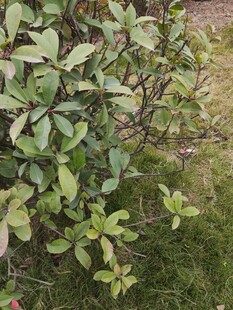 绿叶繁茂的灌木丛