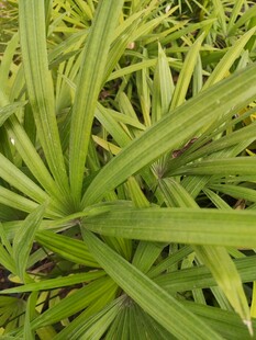 翠绿细长叶片的植物