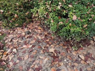 地面落叶与绿植景象