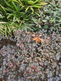 多彩地被植物景观