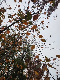 秋日枝头斑斓树叶景象