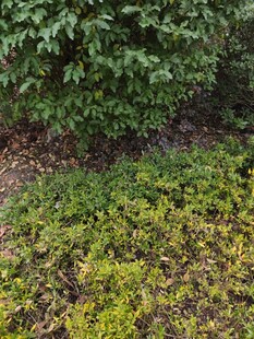 绿植景观层次丰富的植物