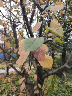 秋日枝头斑斓树叶