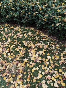 落叶铺地的美丽景致