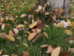 秋日草地落叶景致