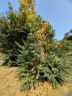 秋日户外绿植景观