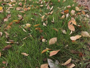 草地上的缤纷落叶